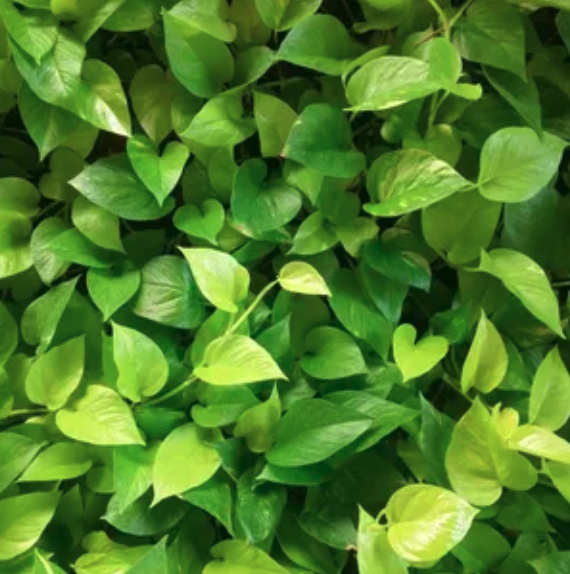 Golden Pothos