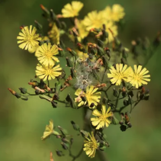 Oriental False Hawksbeard