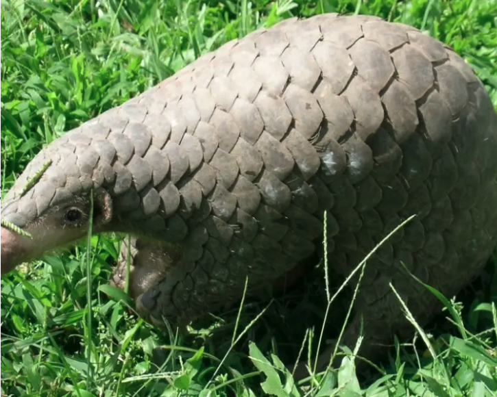Chinese Pangolin