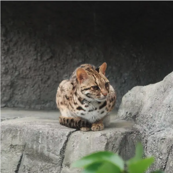Leopard Cat
