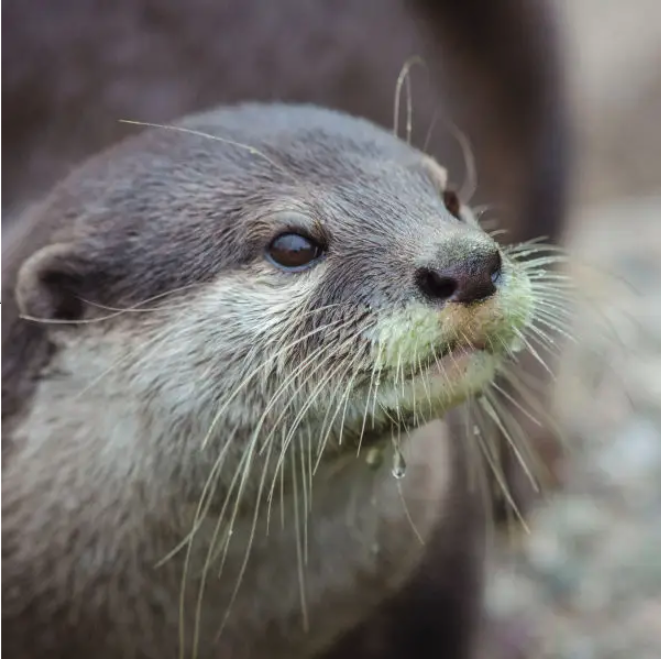 Oriental Small-Clawed Otter