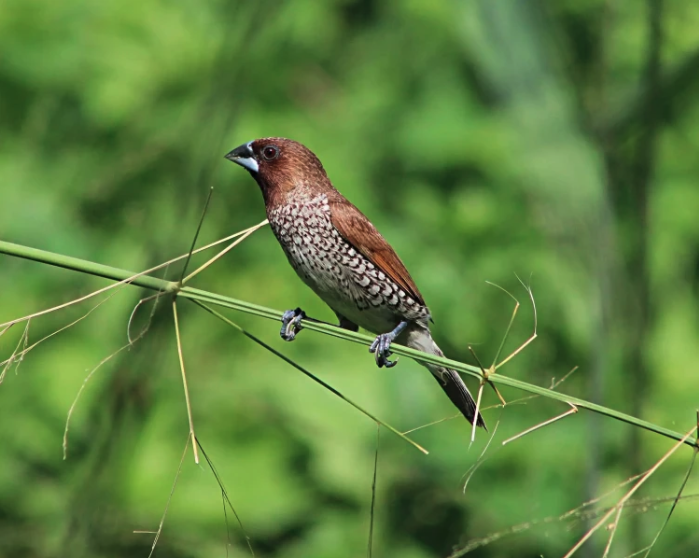 Scaly-Breasted Munia