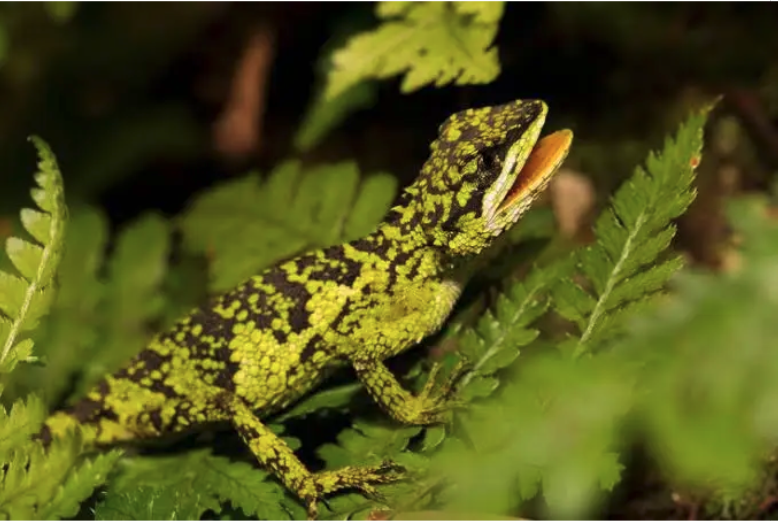 Short-Legged Japalure