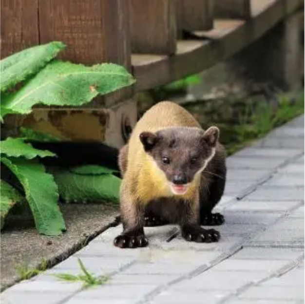 Yellow-Throated Marten